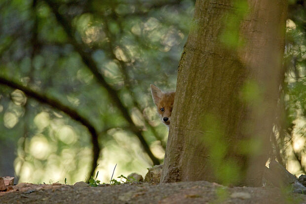 Ein neugieriger Jungfuchs ist Sympathieträger für den diesjährigen Fotowettbewerb der Naturparke Deutschlands, zu denen auch der Naturpark Arnsberger Wald gehört. Aufgenommen wurde das Tier im Naturpark Stromberg-Heuchelberg in Baden-Württemberg. FOTO: VDN / MATZE