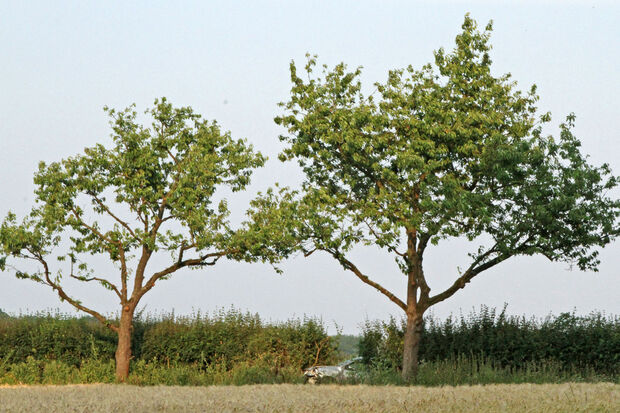Glück im Unglück: Kurz davor oder kurz dahinter wäre der Pkw vor einen Straßenbaum gekracht. FOTO: ANDREAS DUNKER