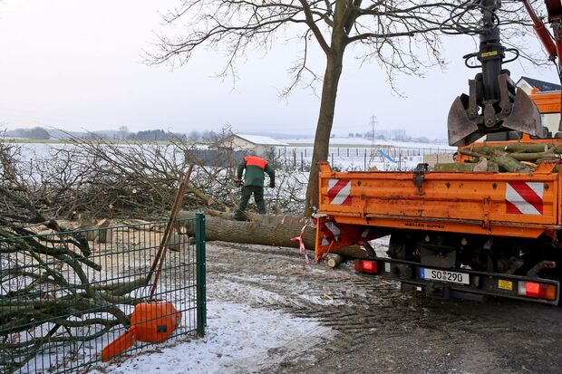 Bauhofmitarbeiter fällten Bäume am Bolzplatz in Wimbern, da diese die Drainage zur Entwässerung der angrenzenden Ackerfläche mit ihrem Wurzelwerk zerstörten. FOTO: CARINA WESTERWELLE