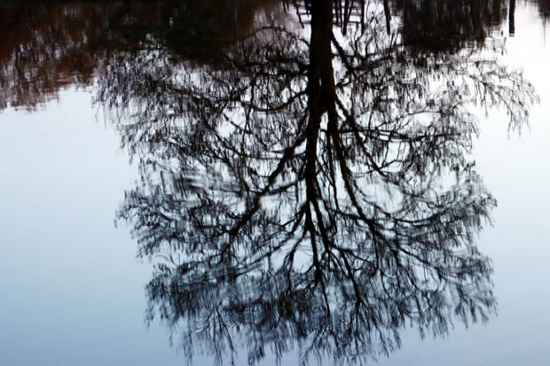 Still ruht der Fluss: Ein Baum am Ufer spiegelt sich im ruhigen Wasser vor dem Obergraben. FOTO: ANDREAS DUNKER