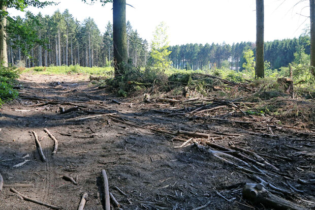 Für Spaziergänger derzeit schlecht zugänglich: der Hövelwald FOTO: ANDREAS DUNKER