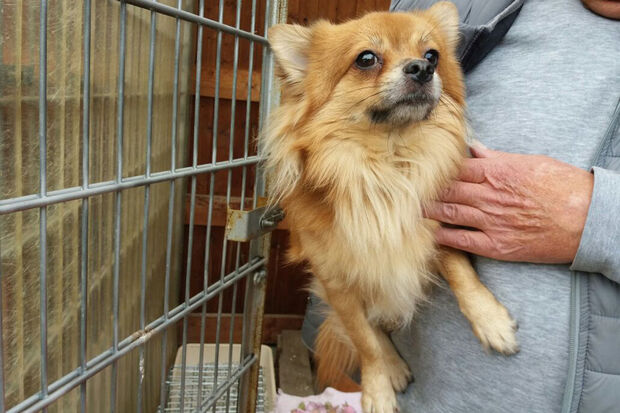 Der herrenlose Hund ist jetzt vorübergehend in einem Zwinger am kommunalen Bauhof untergebracht. FOTO: GEMEINDE