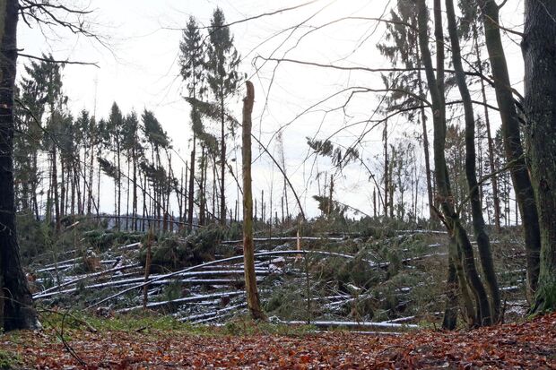 Blick in den durch Windwurf und Windbruch gelichteten Hövelwald in Wickede FOTO: ANDREAS DUNKER
