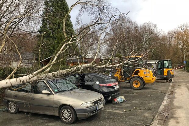 Ein durch die Orkanböen auf Autos gestürzter Baum im Kreis Soest FOTO: KREIS SOEST / LUKAS KOTTER
