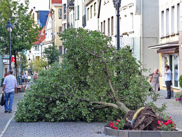 Von den Sturmböen entwurzelt: Bäume in der Werler Fußgängerzone FOTO: ANDREAS DUNKER