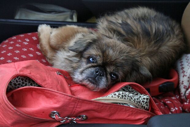 Wirkt verstörrt: der kleine Hund der verwirrten Frau allein auf dem Beifahrersitz des verlassenen Autos. FOTO: ANDREAS DUNKER