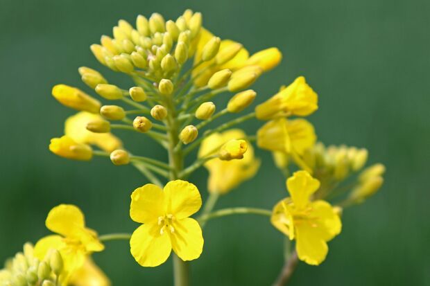 Nahaufnahme einer Rapsblüte ARCHIVFOTO: ANDREAS DUNKER