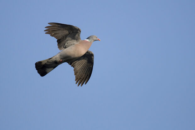 Ringeltaube im Flug FOTO: DEUTSCHER JAGDVERBAND